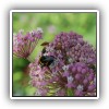 bloomingb_1700
