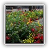 bloomingb_efteling_1322